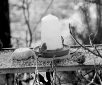 Le nourrissage des oiseaux en hiver