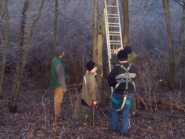 L'arbre a t soigneusement choisi